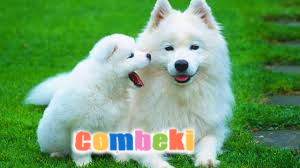 Köpek Sesi - Çocuk Şarkısı Köpek Sesi - Çocuk Şarkısı