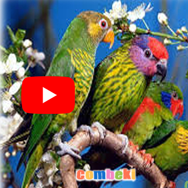 Kuşları Dinle Bak Ne Güzel - Bahar Şarkısı - Çocuk Şarkısı - Şarkı Sözleri - Dinle - İndir Kuşları Dinle Bak Ne Güzel - Bahar Şarkısı - Çocuk Şarkısı - Şarkı Sözleri - Dinle - İndir