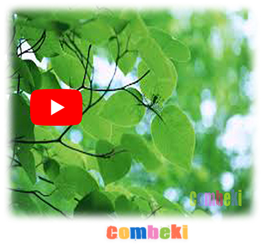 Yeşil Gördüm - Çocuk Şarkısı - Şarkı Sözleri - Dinle - İndir Yeşil Gördüm - Çocuk Şarkısı - Şarkı Sözleri - Dinle - İndir